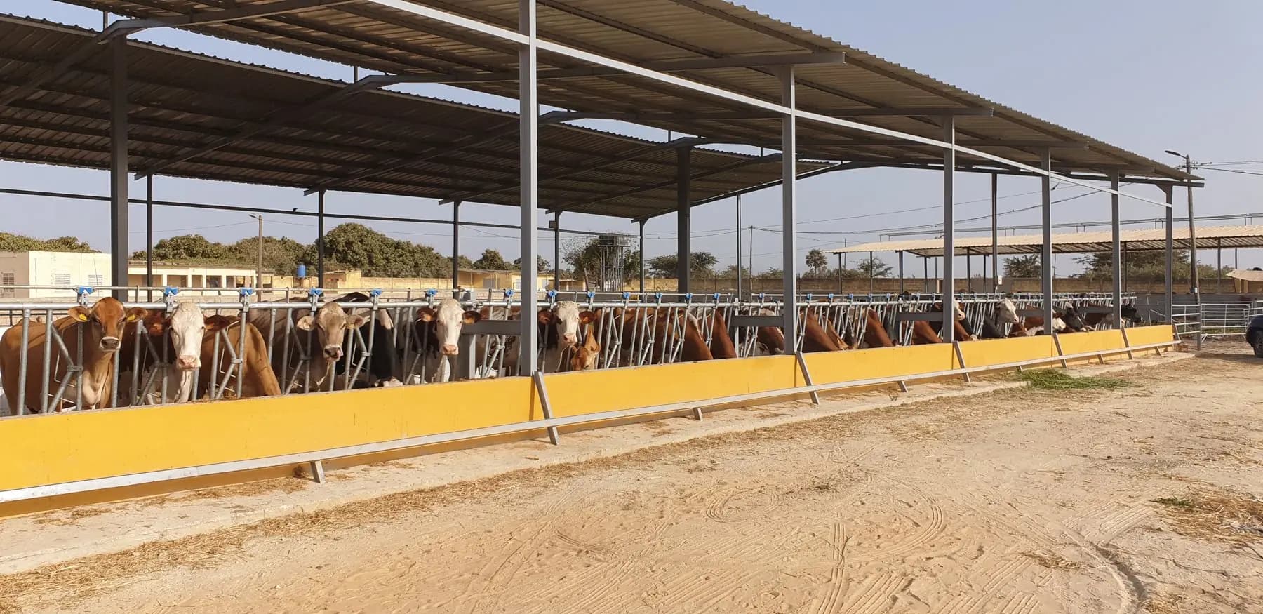 Longue barrière d'alimentation avec vaches à la table jaune sous un abri en tôle
