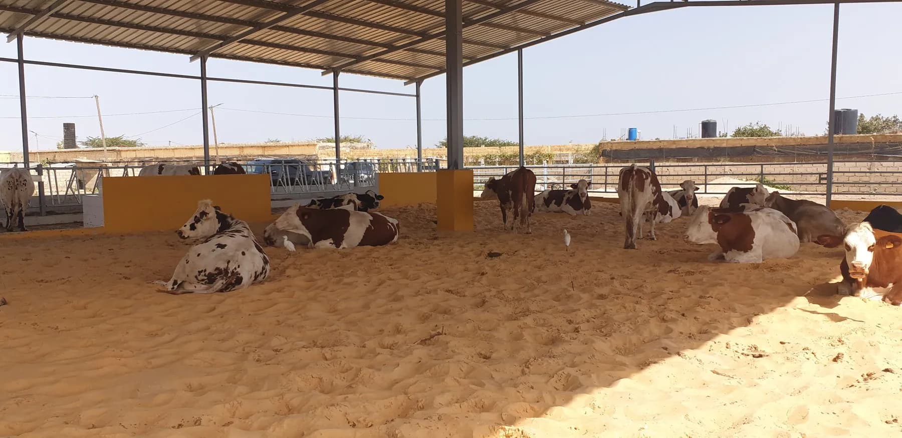Vaches au repos sur litière de sable dans un abri couvert